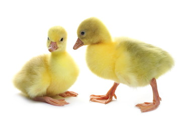 Gosling isolated on white background