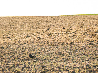 Krähen sitzen auf Baum