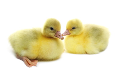 Gosling isolated on white background