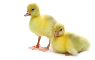 Gosling isolated on white background