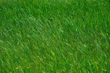 Background of green grass. Close-up.