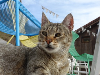 Gato tumbado