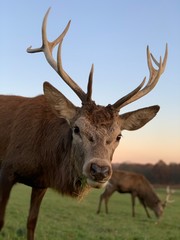 Stag grazing in Richmond Park