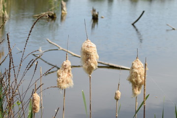 Sumpfgrass, Reed © Markus Volk