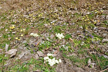 primroses in a forest glade among last year's foliage