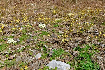 Obraz premium primroses in a forest glade among last year's foliage