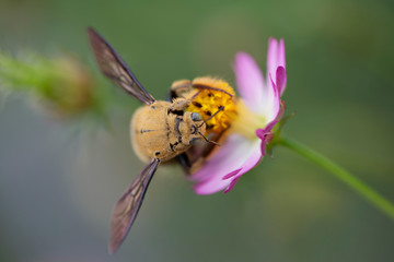 Macro Shot of Bee On a Flower