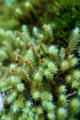 Close up of wild plants with morning dew on the way climbing to Huayna Picchu mountain, Cuzco region, Peru