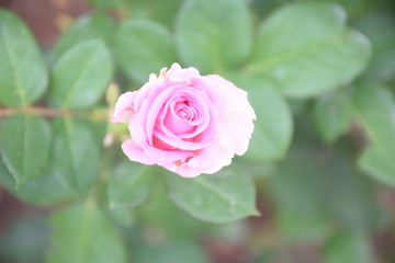 Rose Flowers in Sri Lanka 