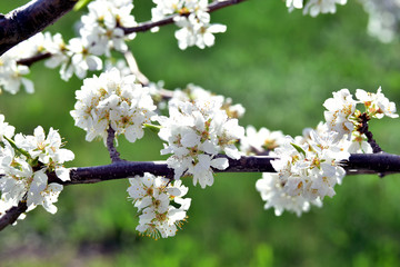 Spring flowers Ural pears on branches
