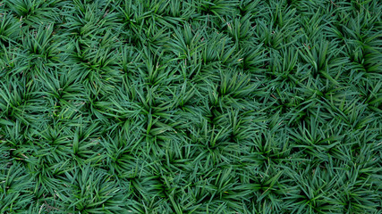 Naklejka na ściany i meble Green leaves plant Mondo Grass Ophiopogon Japonicus garden background