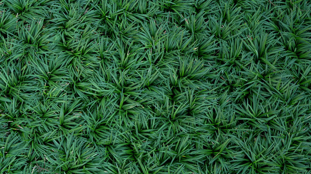 Green leaves plant Mondo Grass Ophiopogon Japonicus garden background