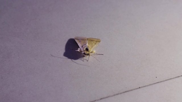 A small moth looking confused at night searching for a safe place to hide. Moth's are closely related to butterflies.
