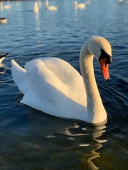 Swan in Hyde Park, London