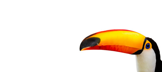 Beautiful toucan on white background  with copy space