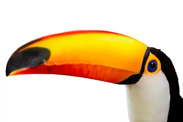 Papier Peint photo autocollant Toucan Beau toucan sur fond blanc