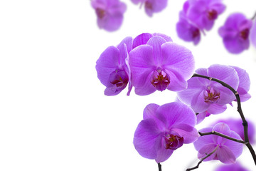 Fototapeta na wymiar Purple orchid flower isolated on white background