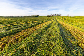 field of fresh grass and wheat