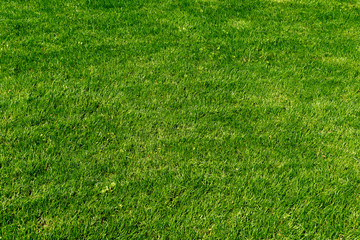Top view of a green lawn on a soccer field close-up