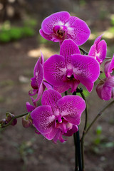 Orchid flower in garden at winter or spring day for postcard beauty and agriculture idea concept...