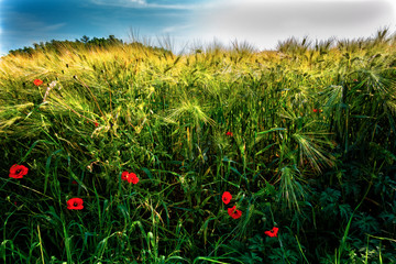 Poppies in the wheat field.Ripening grain in the field.Ripening grain in the field.