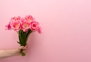 Closeup at beautiful bouquet of pink tulips at caucasian mans male left hand on pink background, copy space.