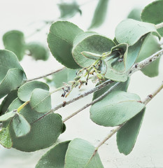 medicinal herb. branch with eucalyptus leaves.