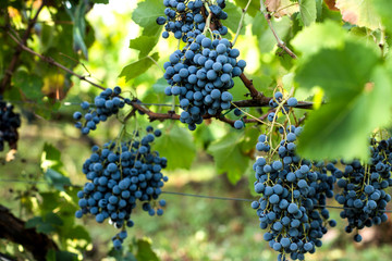 Dettaglio di uva in una vigna prima della vendemmia