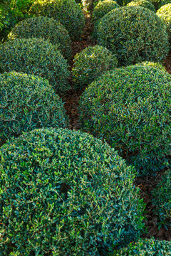 Bellissimo dettagli odi aiuole curate in un giardino 