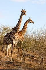 Giraffe in the savannah