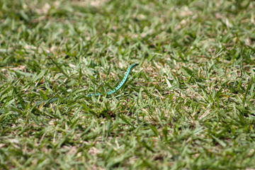 Snake in the grass