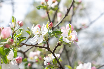 Blooming branch of tree