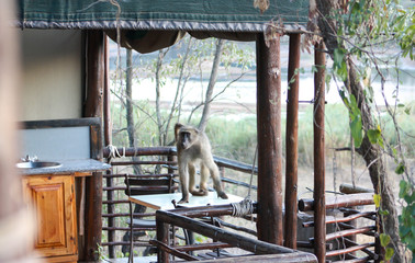 Trespassing baboon