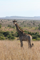 giraffe in the savannah