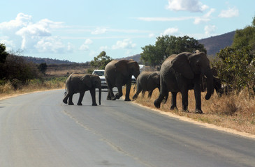 Fototapeta na wymiar Herd of elephants crossing the road