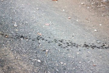 Line of ants on the ground