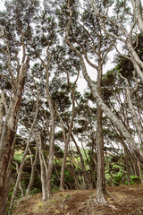 Bäume in Neuseeland