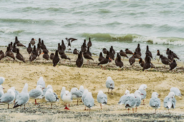 Fototapeta premium Vögel am Strand