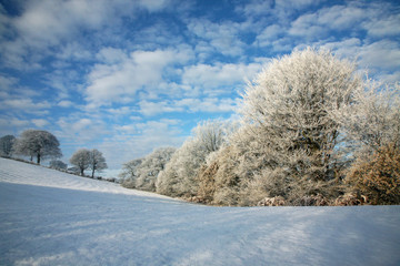 Frost covered trees in winter taken at Target Wood, Kidsgrove, Stoke-on-Trent, Staffs, England