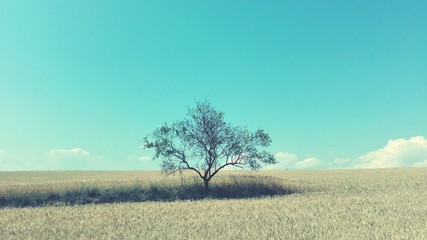 Trees On Field Against Blue Sky