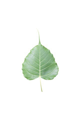 Fototapeta premium Isolated ficus religiosa or sacred fig leaf with clipping paths