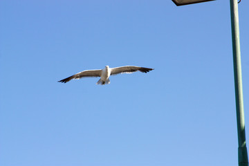 Obraz premium Large seagull in flight