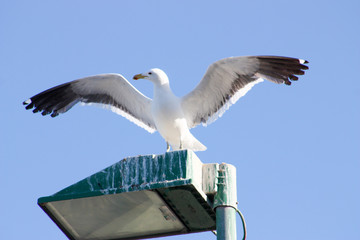 Seagull spreading its wings on a filthy lamp post