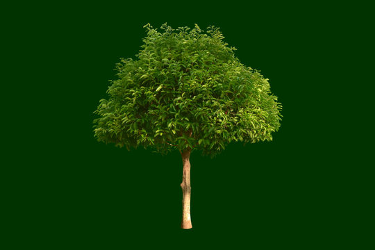 Isolated mimusops elengi or bullet wood tree with clipping paths.