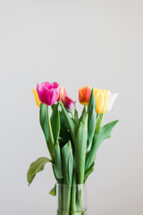 Beautiful multicolored tulips in a vase on white background