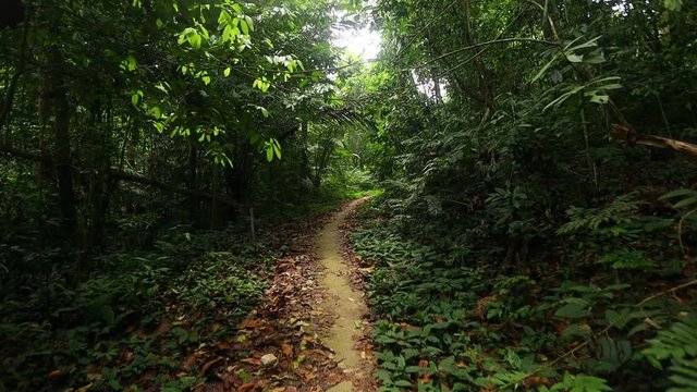 smooth video of footpath in rainforest of southern Thailand in spring season. With sun light go through the trees.