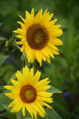 Fototapeta premium Sonnenblume