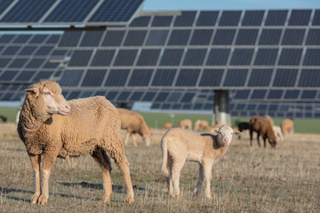 Flock of sheep grazing in field with solar panels