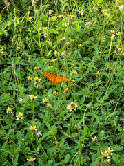 orange butterfly in the spring grass
