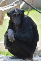 A beautiful chimp portrait